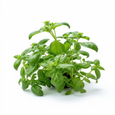 Albahaca
